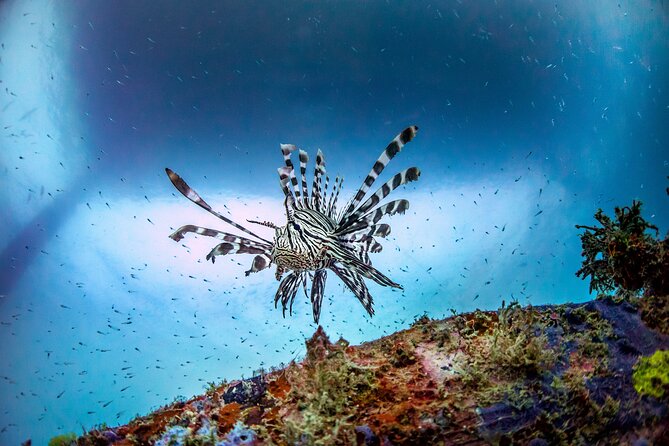 (2 Dives) Discover Scuba Diving Kota Kinabalu - Kota Kinabalu Scuba Sessions for First-Timers and Returning Divers