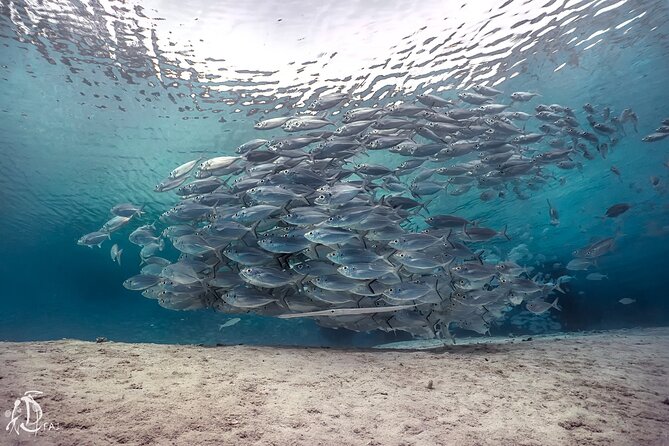 (2 Dives) Discover Scuba Diving Kota Kinabalu - Registration, Gear Fitting, and the Briefing That Sets You Up