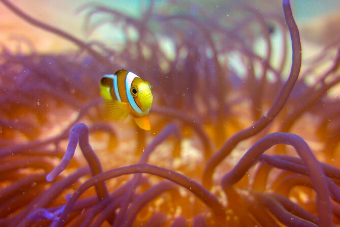 (2 Dives) Discover Scuba Diving Kota Kinabalu - Lunch on Sapi Island and the Reset That Improves the Second Session