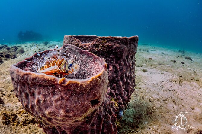 (2 Dives) Discover Scuba Diving Kota Kinabalu - Tunku Abdul Rahman Marine Park and Your Second Guided Coral Session