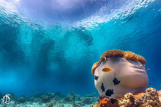 (2 Dives) Discover Scuba Diving Kota Kinabalu - What You Really Get for $129.98, Equipment, Permits, and Small-Group Value
