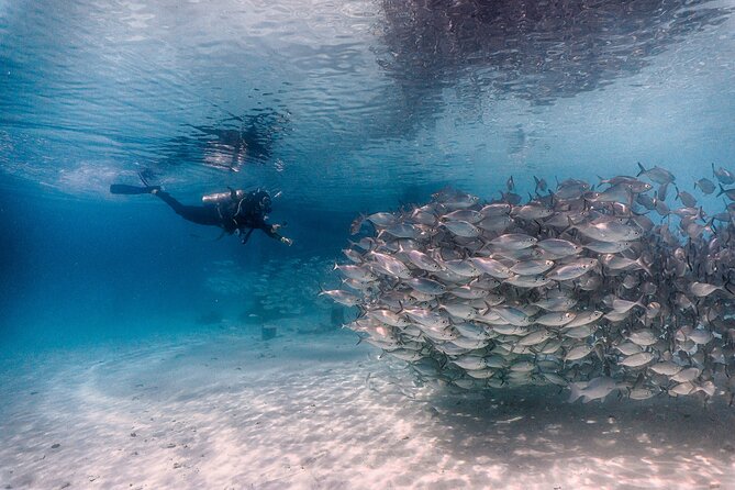 (2 Dives) Discover Scuba Diving Kota Kinabalu - Getting To Jesselton Point Ferry Terminal, Since Transfers Are Not Included