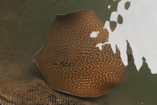 2 Hours Private Mangrove Tour Langkawi - Bat cave and crocodile cave, what you should expect