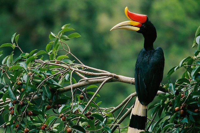 2-Night Danum Valley Borneo Rainforest Lodge Hiking and Wildlife Adventure - Key points before you commit