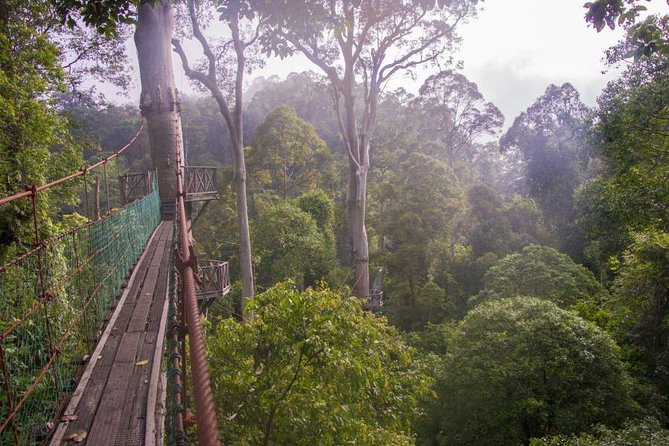 2-Night Danum Valley Borneo Rainforest Lodge Hiking and Wildlife Adventure - Day 1: Nature Trails, a treetop canopy walkway, and the first night drive