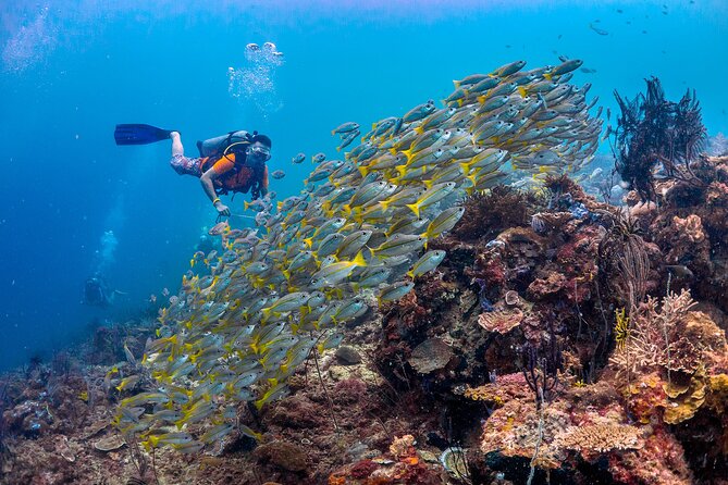 (3 Days) PADI Open Water Diver Course Kota Kinabalu - Why Kota Kinabalu makes sense for PADI Open Water