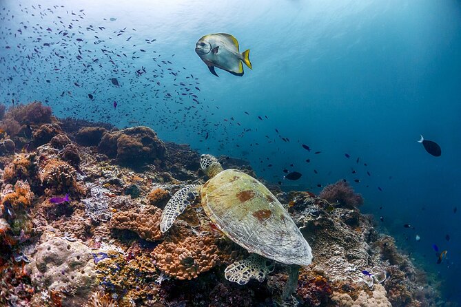 (3 Days) PADI Open Water Diver Course Kota Kinabalu - Logistics that can make or break your schedule