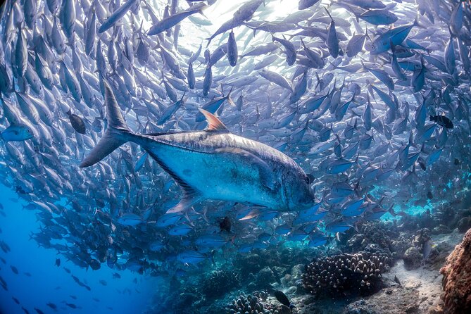 (3 Days) PADI Open Water Diver Course Kota Kinabalu - Day 1 theory, 10:00 AM to 3:45 PM: where you build confidence
