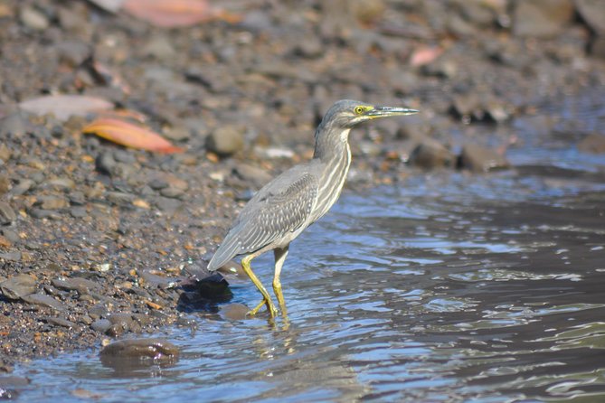 5 Hours Sharing Basis Kilim Mangrove Safari Boat Tour in Langkawi - Stop 1 at Kilim Geoforest Park: Caves, Crocs, Monkeys, Eagles, and a Swim