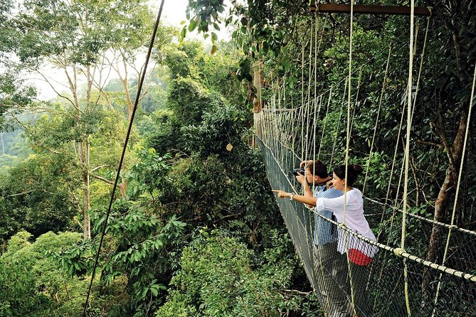 Amazing Taman Negara Day Trip from Kuala Lumpur Including Lunch - Taman Negara canopy walkway, 530m of treetop perspective