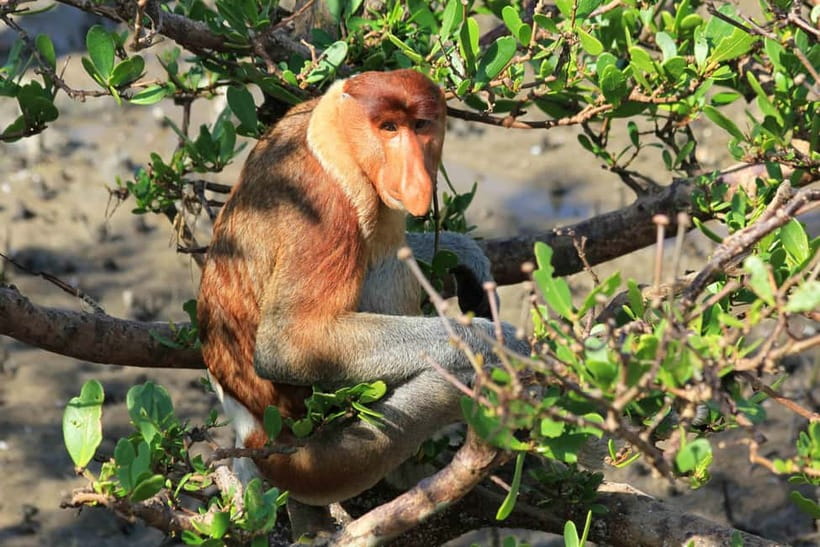 Bako National Park - Boat Trip to the Park: The Part You’ll Probably Miss First