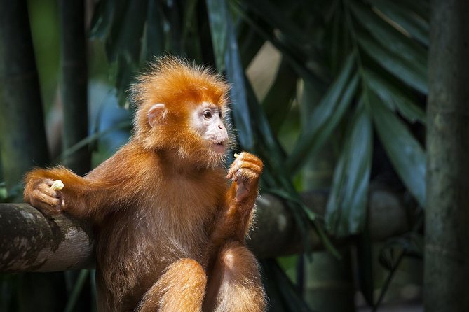 Batu Caves & Firefly Cruise from Kuala Lumpur with Seafood Dinner - Price and value: what $131.78 buys you (and what it doesn’t)
