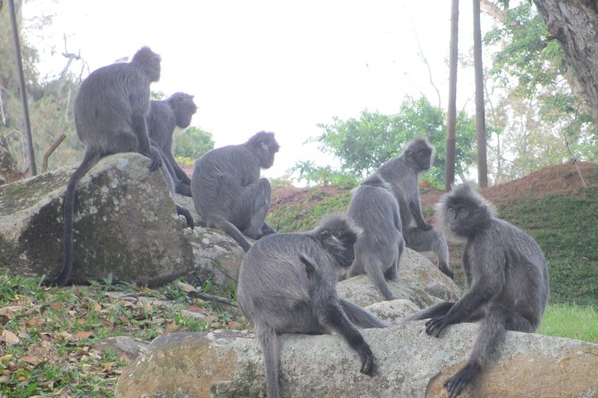 Batu Caves,Hot Spring, Monkey & Fireflies Tour with Dinner - Bukit Malawati Hill and the silver leaf monkeys (Lutung)