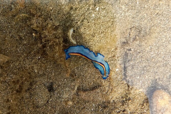 Beachlife & Tidepool Discovery at Desaru Coast Johor |JungleWalla - Key things I’d watch for