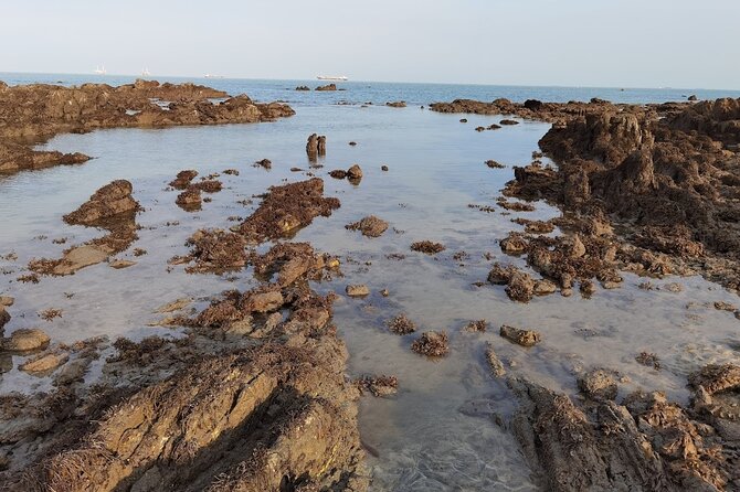 Beachlife & Tidepool Discovery at Desaru Coast Johor |JungleWalla - Timing and weather: why your best visit is the one that fits the tide
