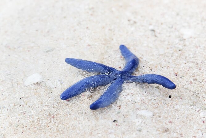Beachlife & Tidepool Discovery at Desaru Coast Johor |JungleWalla - JungleWalla basics: small-group comfort, hotel pickup, and A/C transport