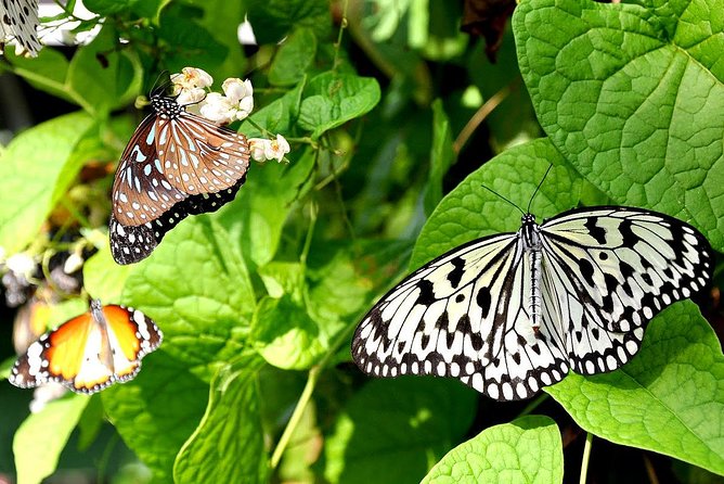 Bird Park & Butterfly Farm Nature Include All Entrance Tour From Kuala Lumpur - Quick hits before you go