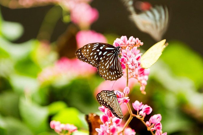 Bird Park & Butterfly Farm Nature Tour From Kuala Lumpur - When This Tour Makes Sense (and When It Might Not)