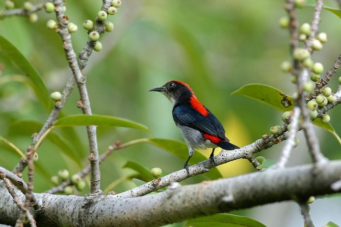 Birdwatching Tour in Langkawi - Key highlights worth getting excited about