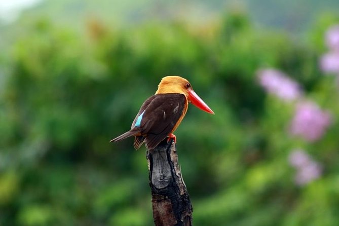 Birdwatching Tour in Langkawi - Picking the best time: morning or afternoon, plus a real start point