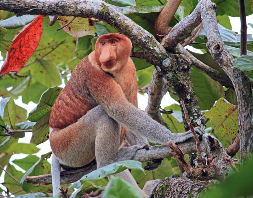 Bongawan River Cruise: Proboscis Monkey & Fireflies Mangrove - Bongawan River Cruise: how spotting proboscis monkeys really works
