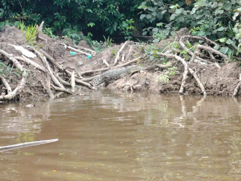 Bongawan Wetland: Proboscis Monkey and Fireflies Shared Tour - Your First River Cruise: Proboscis Monkey Spotting in the Wetlands