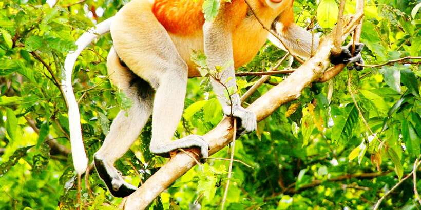 Bongawan Wetland: Proboscis Monkey and Fireflies Shared Tour - Price and Value: Is USD $65 Worth It?