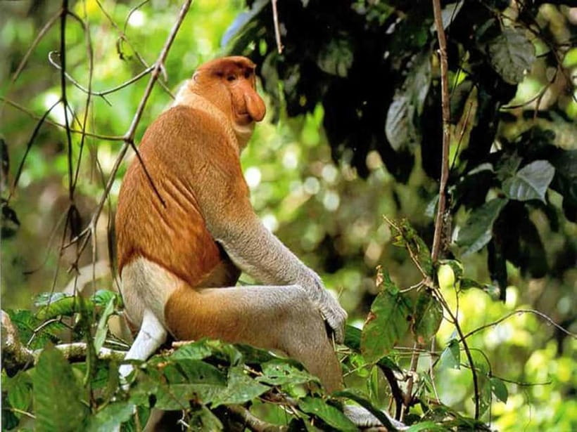 Bongawan Wetland: Proboscis Monkey and Fireflies Shared Tour - Kota Kinabalu Pickup, Photo Stop, and the Long Van Ride