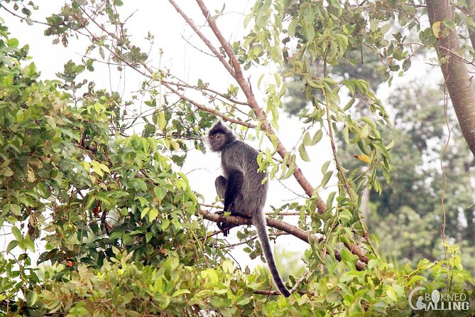 Borneo Kinabatangan River Cruise Day Trip - Sandakan to Kinabatangan: the long ride with the right payoff