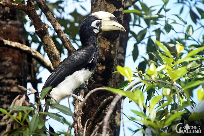 Borneo Kinabatangan River Cruise Day Trip - Cruising Kinabatangan at dusk: what the river segment feels like