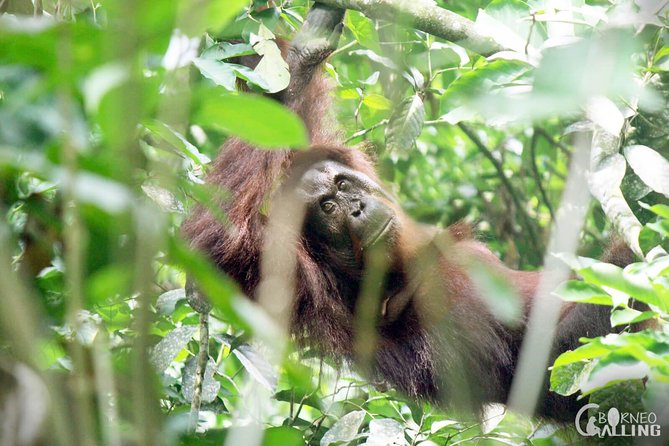 Borneo Kinabatangan River Cruise Day Trip - Return to Sandakan: airport or hotel drop-off
