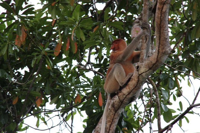 Borneo (Klias) River Cruise & Fireflies Tour - Klias Wetlands Day Trip: How the Timing Really Works