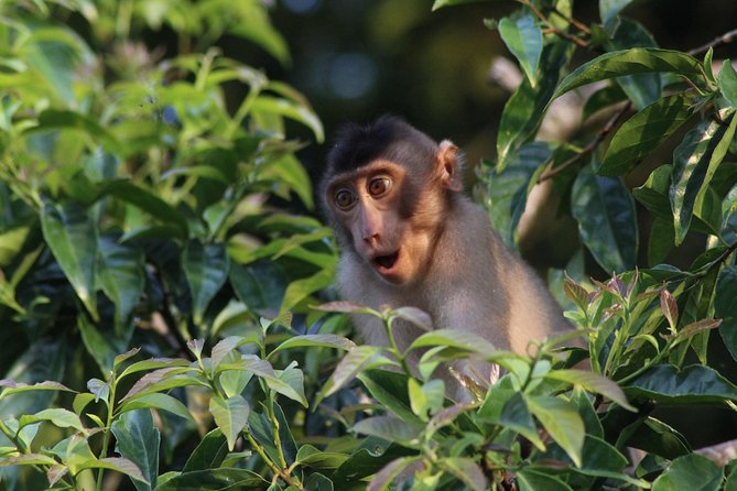 Borneo Wildlife Tour 2 Days 1 Night At Tanjung Bulat Jungle Camp Kinabatangan - Tanjung Bulat Jungle Camp Near Kinabatangan: What You’re Really Booking