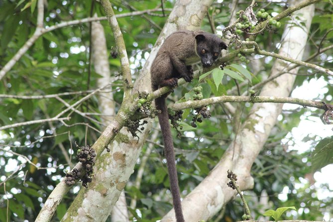 Borneo Wildlife Tour 2 Days 1 Night At Tanjung Bulat Jungle Camp Kinabatangan - How the Wildlife Cruises Are Timed (and Why That’s the Whole Point)