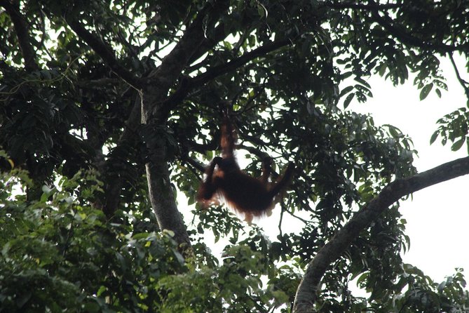Borneo Wildlife Tour 3 Days 2 Nights At Tanjung Bulat Jungle Camp Kinabatangan - Key Points Worth Knowing