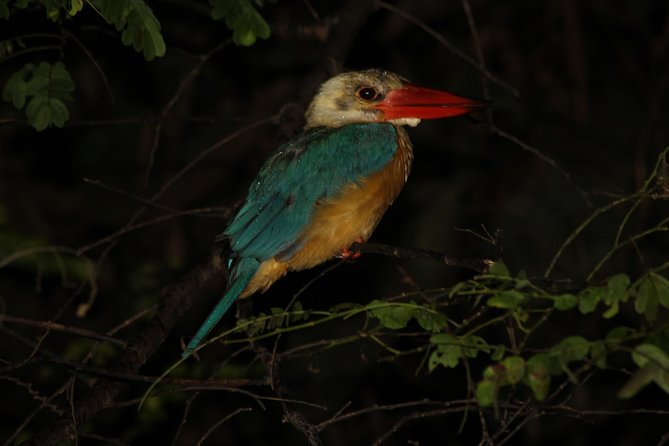 Borneo Wildlife Tour 3 Days 2 Nights At Tanjung Bulat Jungle Camp Kinabatangan - Tanjung Bulat Jungle Camp: Your Base on a Wildlife River