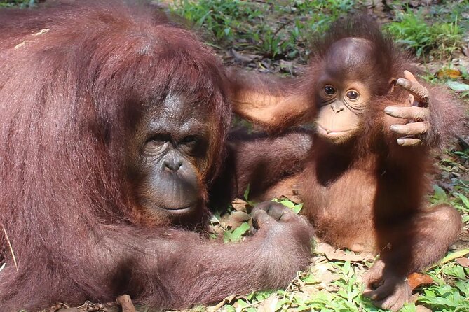 Bukit Merah Orang Utan and Penang City Private Tour - Key highlights you’ll notice right away