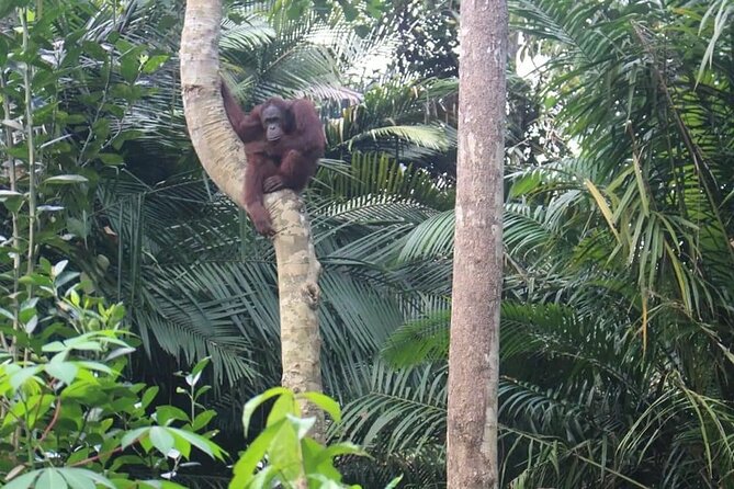 Bukit Merah Orang Utan and Penang City Private Tour - Bukit Merah Orang Utan Island: the tunnel view and real conservation work