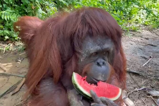Bukit Merah Orang Utan and Penang City Private Tour - Price, what is included, and how to plan food and timing