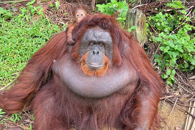 Bukit Merah Orang Utan and Penang City Private Tour - Should you book this Bukit Merah and George Town private tour?