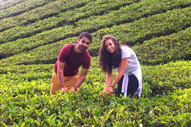 Cameron Highland Best Day Tour from Ipoh with Lunch ( Day Trip) - Kea Farm Market, fruit tastings, and street food timing