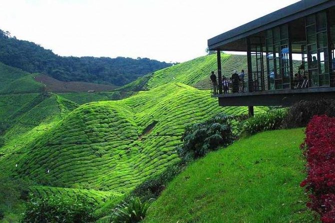 Cameron Highland Day Tour from Kuala Lumpur - Key things I found most interesting