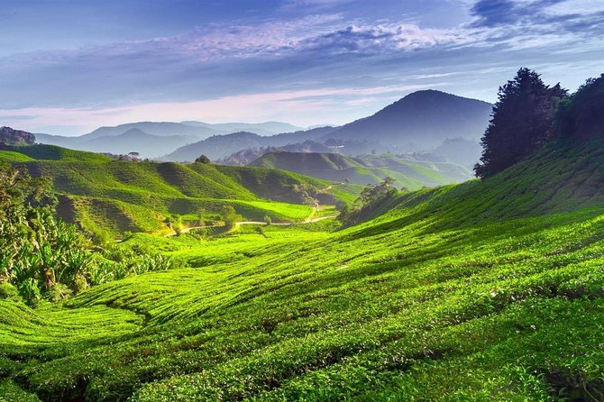 Cameron Highland Day Tour From Kuala Lumpur With Lunch Local food - Leaving Kuala Lumpur: your day starts with the ride