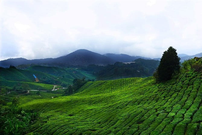 Cameron Highland Day-Trip from Kuala Lumpur - Key highlights worth knowing before you go