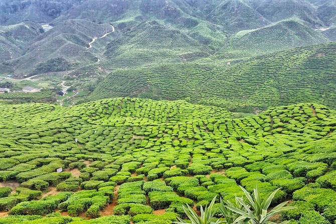 Cameron Highland Full Day Tour from KL City (Private) - Your Morning Start: Pickup, Meeting Point, and What the Day Feels Like