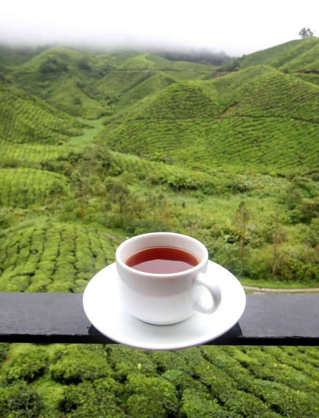 Cameron Highlands 1 Day Tour from Kuala Lumpur - Cameron Highlands, The Cool Hill Station You Can Reach in a Day