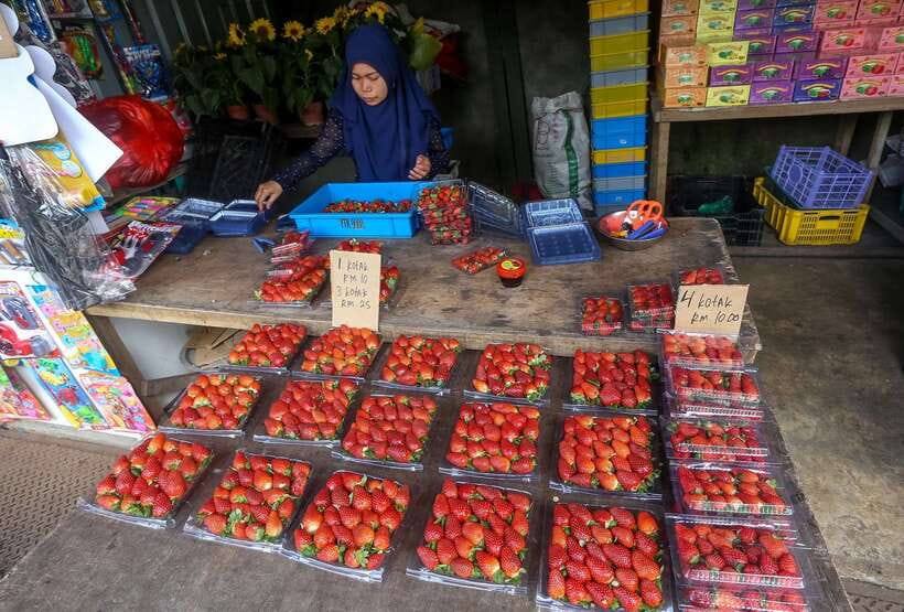 Cameron Highlands 1 Day Tour from Kuala Lumpur - The 7 AM Pickup From Kuala Lumpur, and Why the Drive Matters