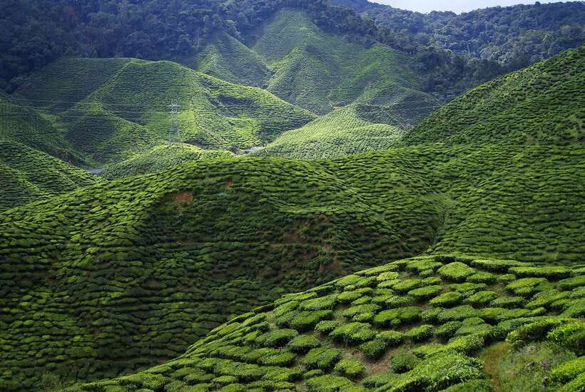 Cameron Highlands 1 Day Tour from Kuala Lumpur - Tanah Rata and Brinchang Town Stops: Where the Day Becomes Real