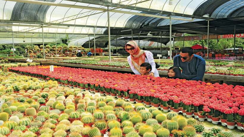 Cameron Highlands 1 Day Tour from Kuala Lumpur - Cactus Valley, Bee Farm, and the Butterfly and Insect Garden