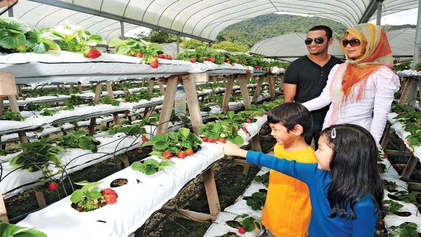 Cameron Highlands 1 Day Tour from Kuala Lumpur - Waterfall or Not? How to Manage Nature-Stop Variability